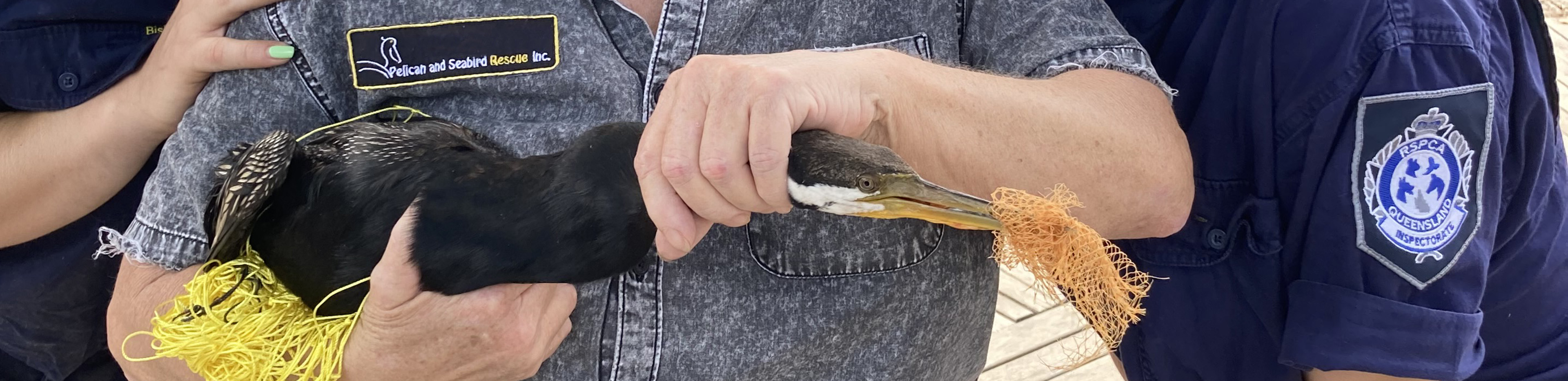 darter rescue with net entangled
